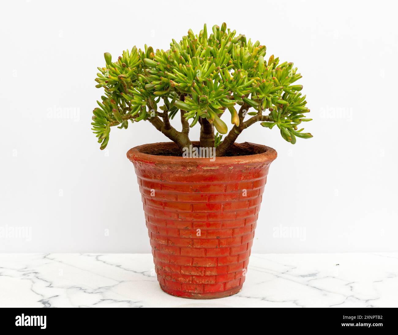 Crassula hobbit hi-res stock photography and images - Alamy, image size:1300x1094