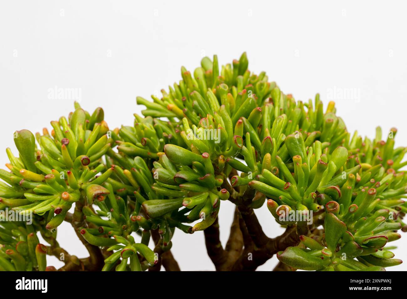 Crassula ovata gollum succulent plant on white isolated background with copy space Stock Photo
