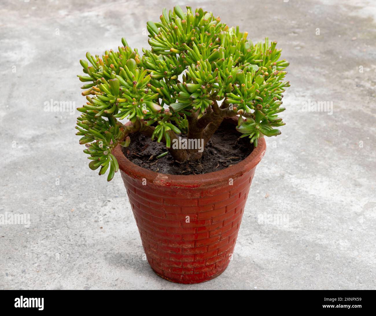 Close-up of Gollum Jade succulents planted in red clay pot Stock Photo