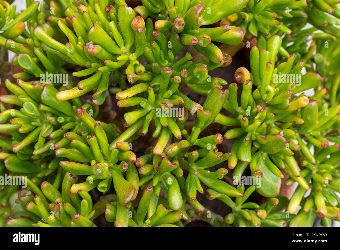 Crassula ovata gollum succulent plant closeup. Selective focus. Stock Photo