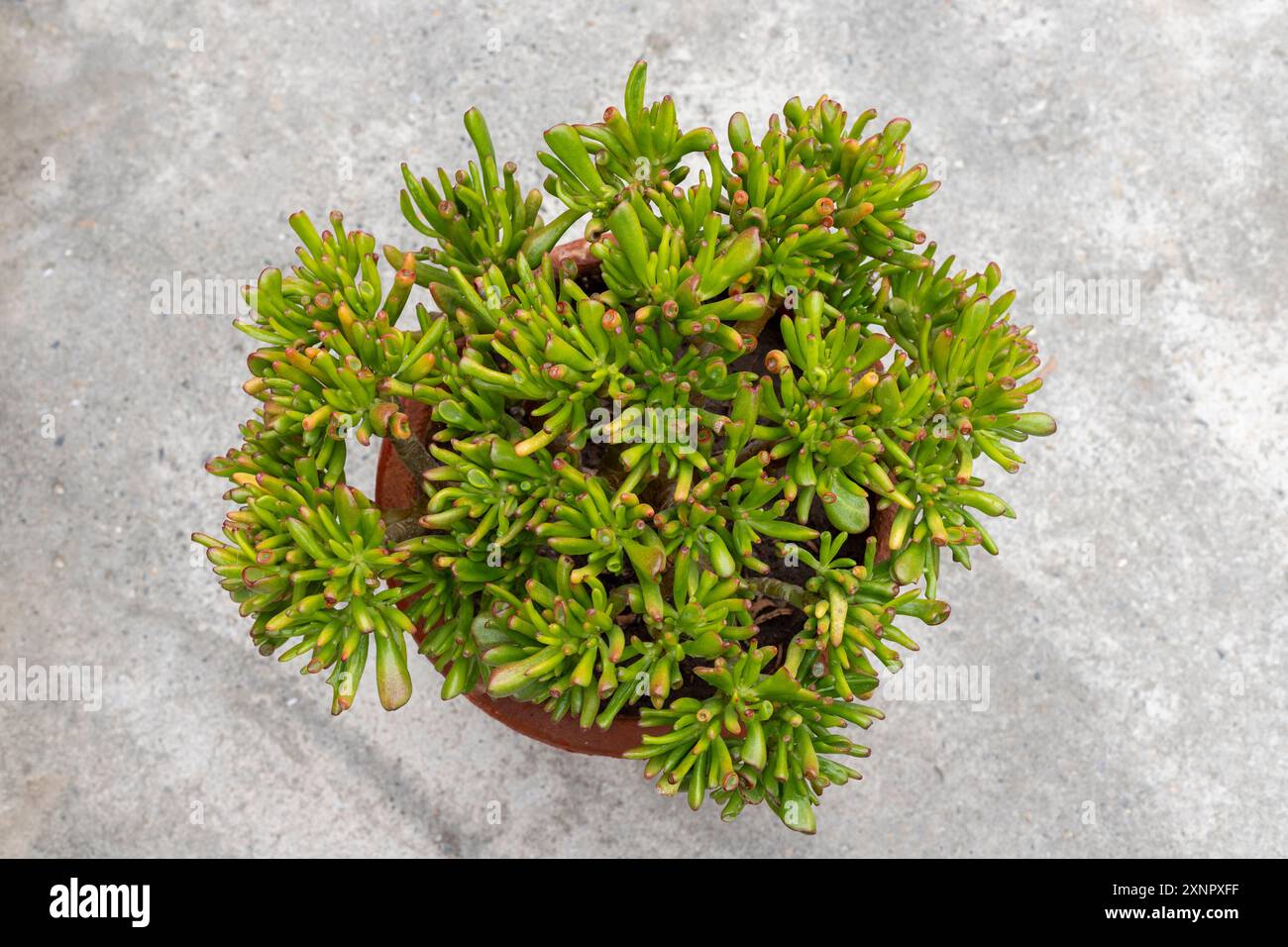 Crassula ovata gollum succulent plant top view Stock Photo