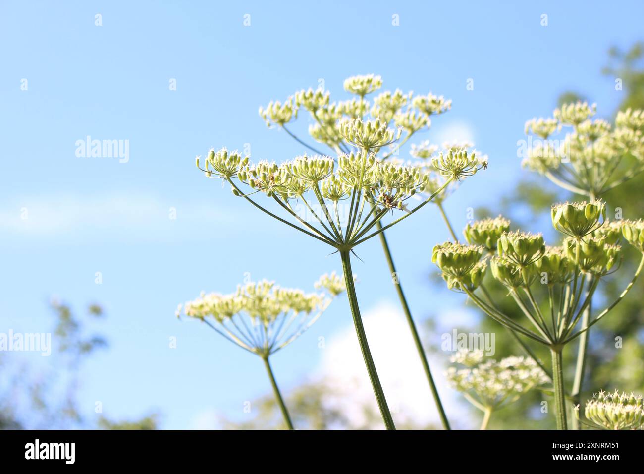 Hog weed hi-res stock photography and images - Alamy