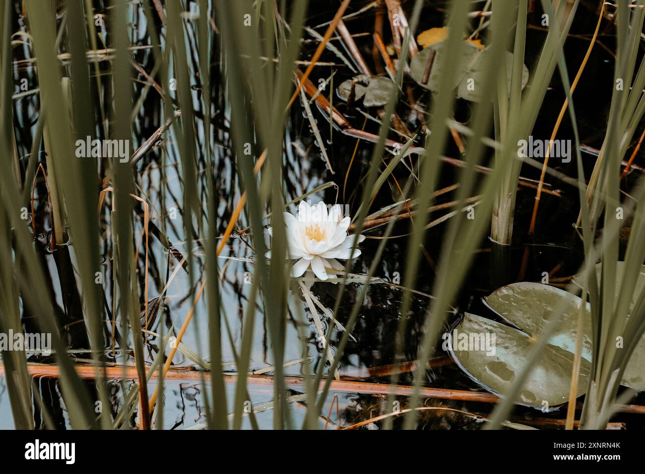 Happy water lily hi-res stock photography and images - Alamy
