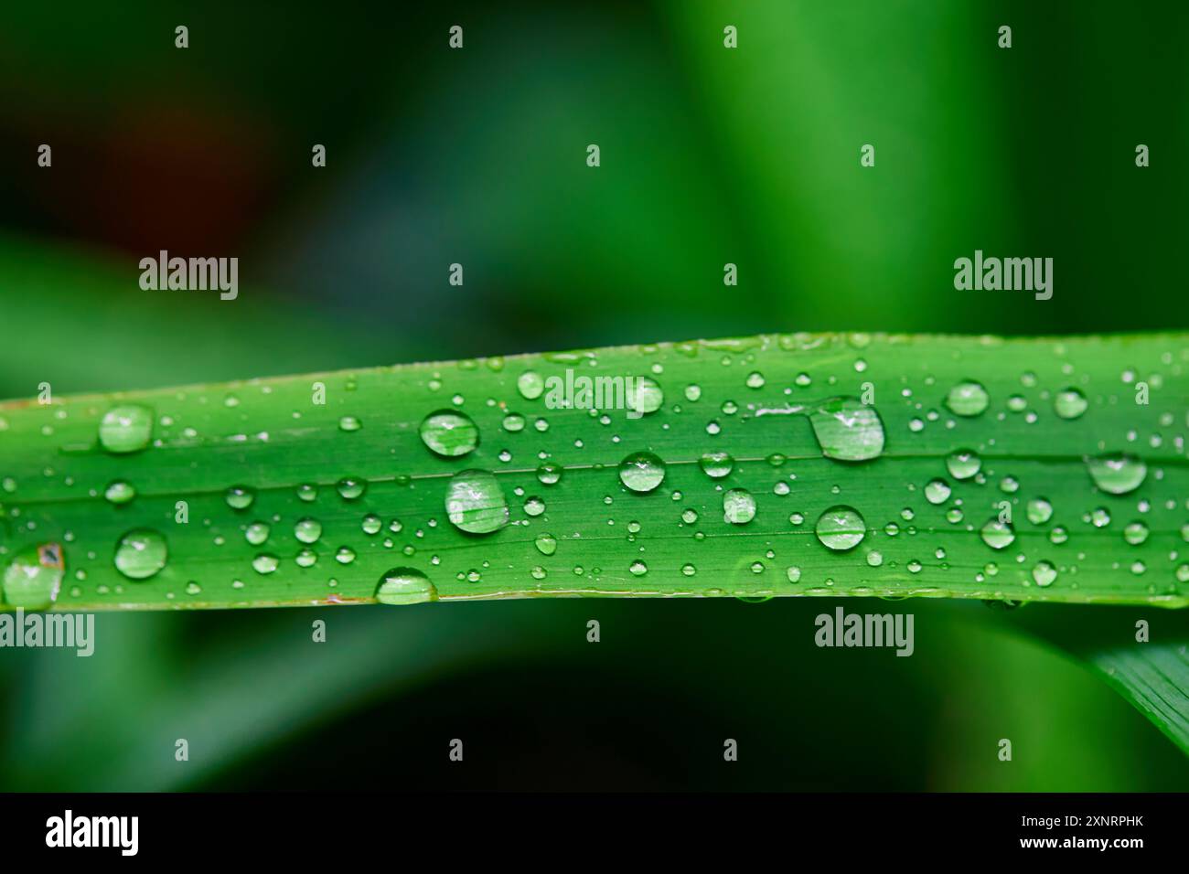 Raindrops on leaves view hi-res stock photography and images - Alamy