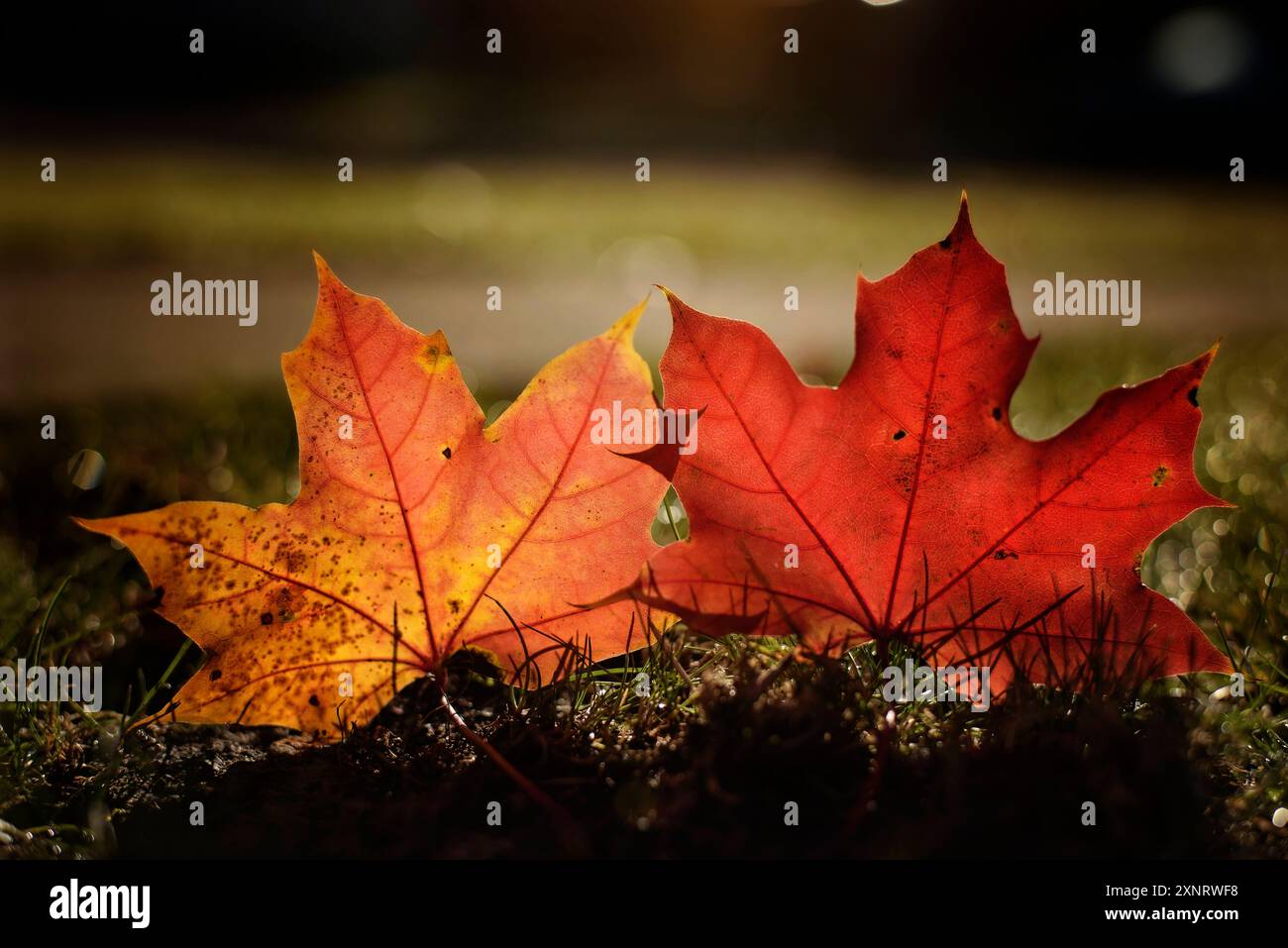 Two colorful Maple leaves sitting in warm sunshine Stock Photo