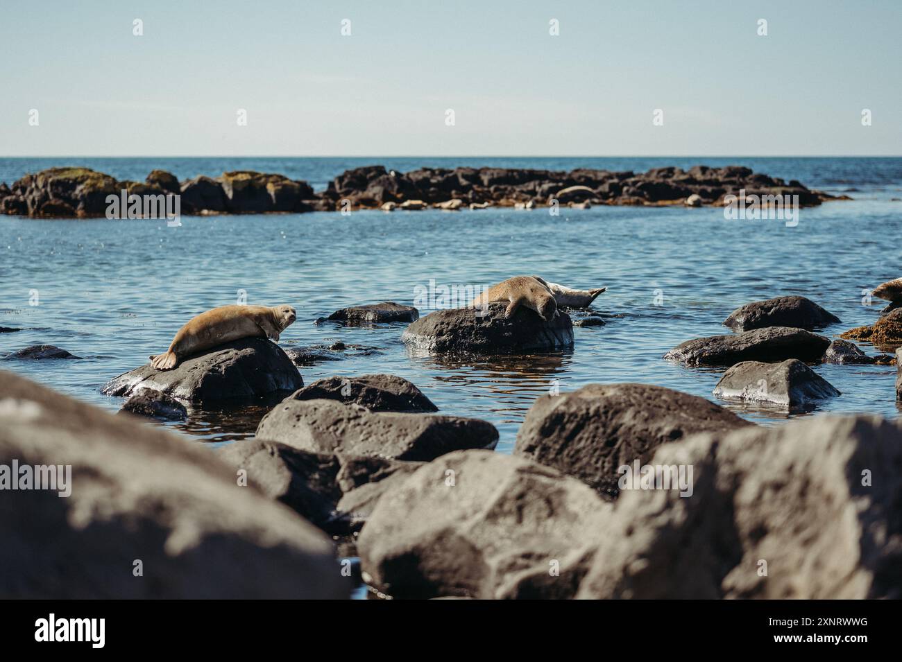 Seals ytri tunga hi-res stock photography and images - Alamy
