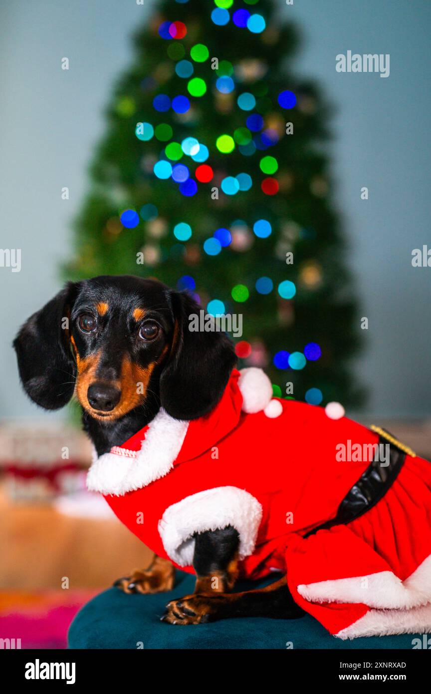 Dachshund santa suit deals