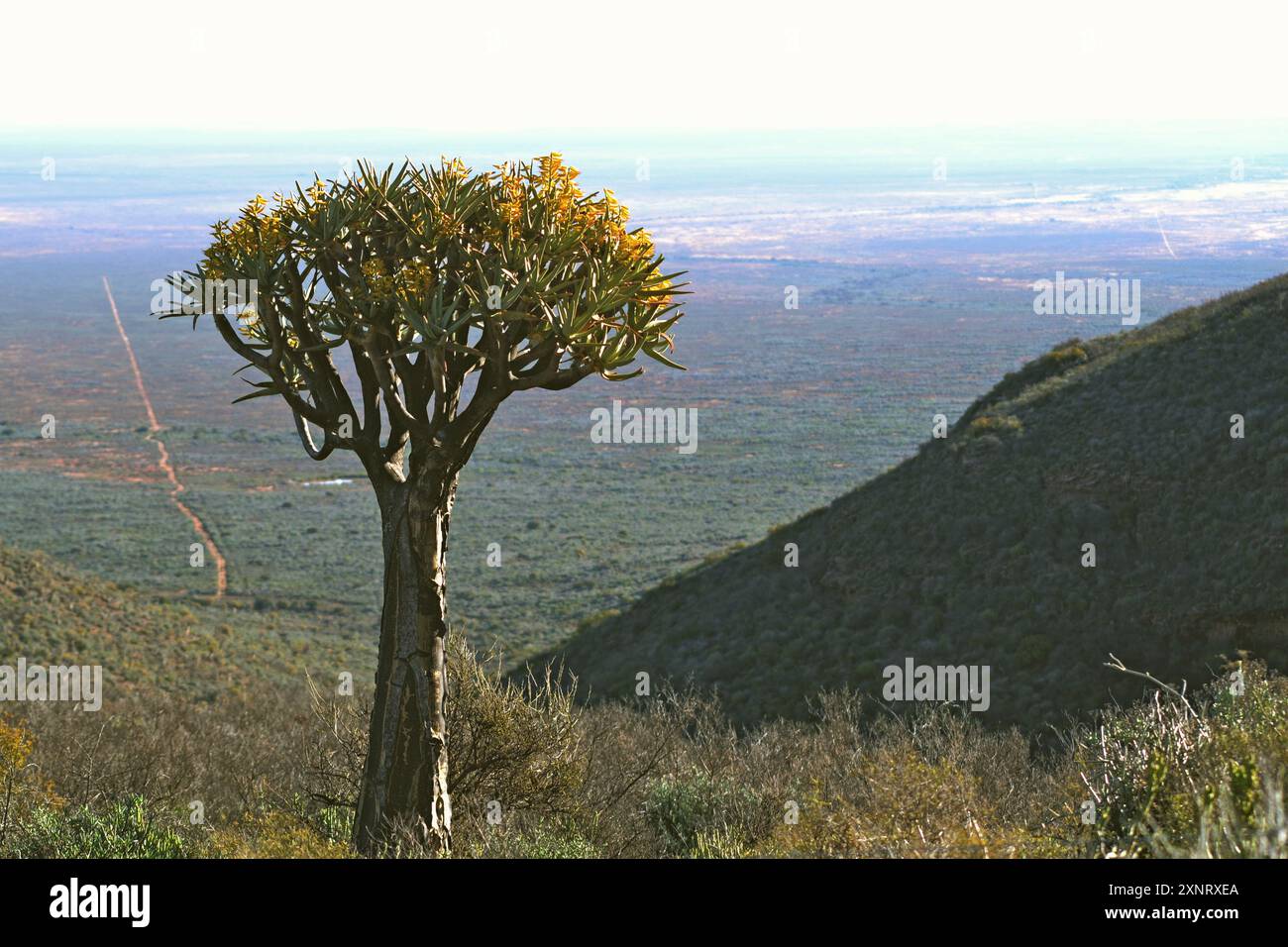 Blooming Quiver tree on the slopes of Vanrhyns Pass with panoramic view of Knersvlakte, Namaqualand. Stock Photo