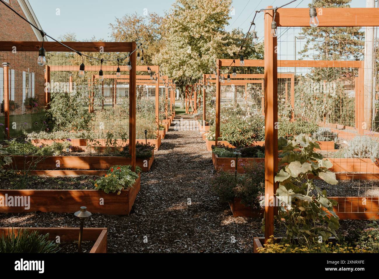 Wooden garden boxes with string lights in a large garden Stock Photo ...