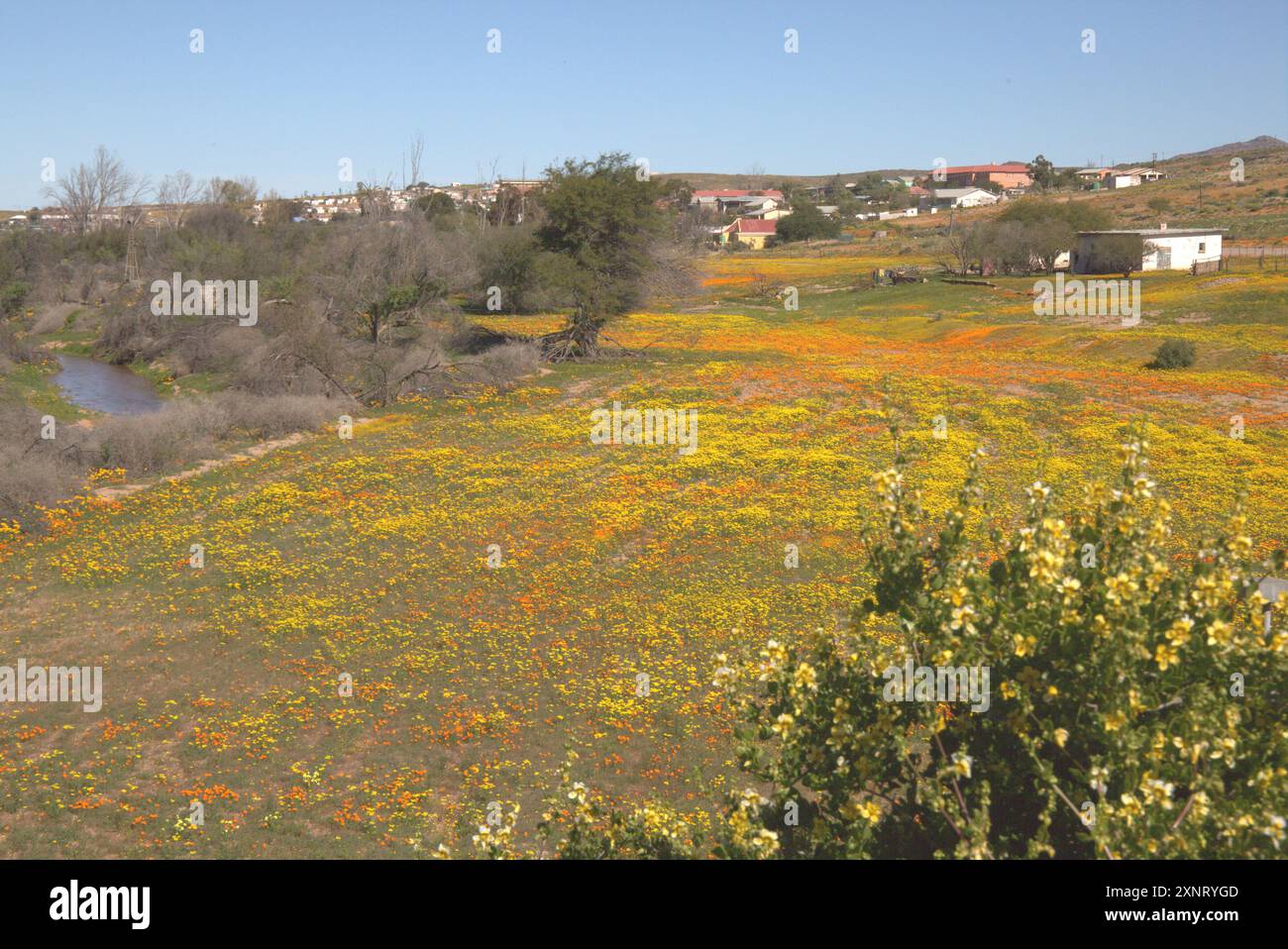 Wild flowers at Garies in Northern Cape, Namaqualand during winter to early spring on scenic wild flower route. Stock Photo