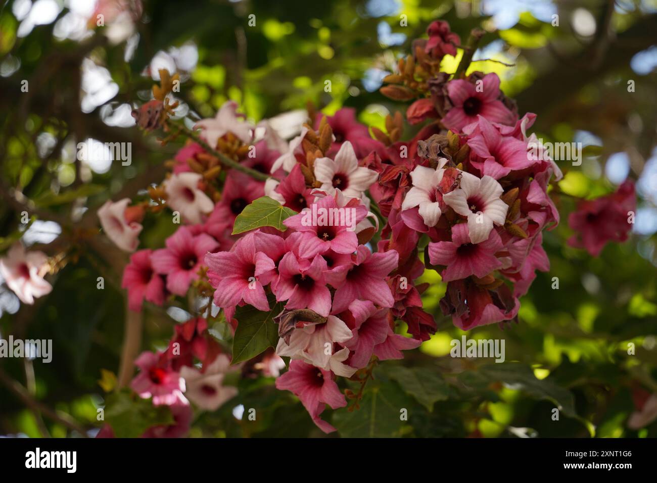 Queen queensland lace bark hi-res stock photography and images - Alamy