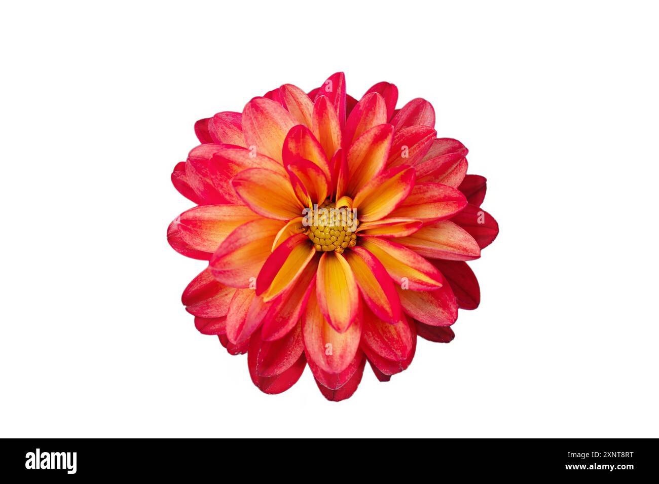 National Flower Day, International Flower Day, International Color Day