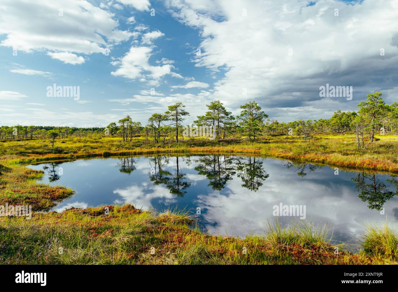 Seli Bog, dotted with pine trees, hollows and pools, located in Jarva county, Estonia. Unique wetland ecosystem supports diverse wildlife and is a hom Stock Photo