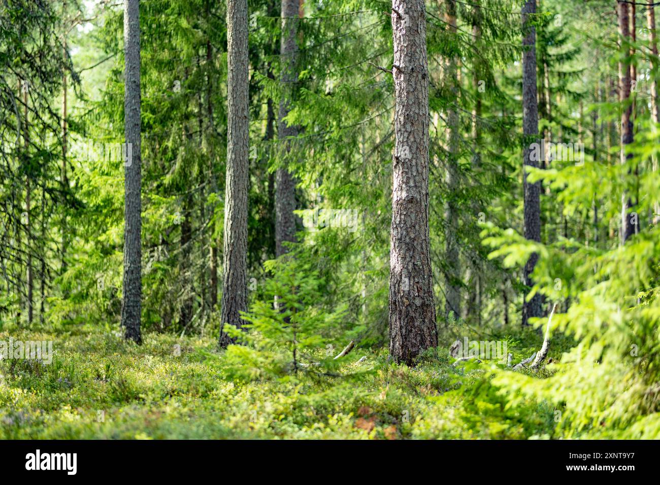 Beautiful mixed pine and deciduous forest of Estonia. Beauty of Baltic nature. Stock Photo