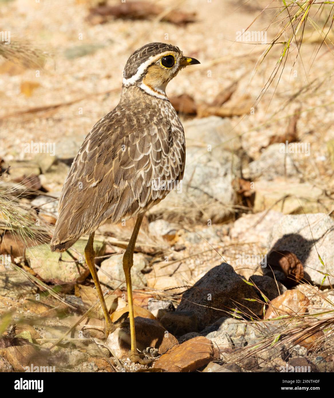 Grasslands nester hi-res stock photography and images - Alamy