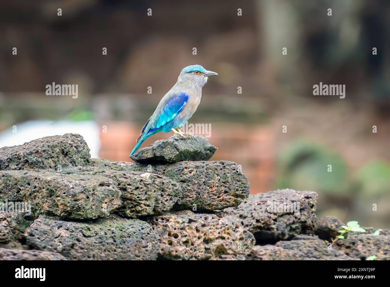 Indochinese roller, Coracias affinis in Thailand Stock Photo