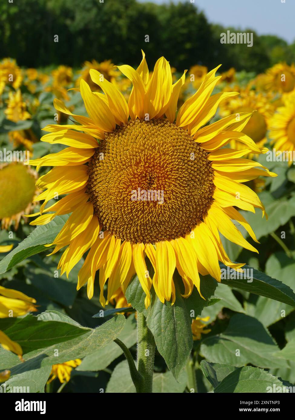 The Petals Of The Sunflower In The Field Are Yellow Hi res Stock 