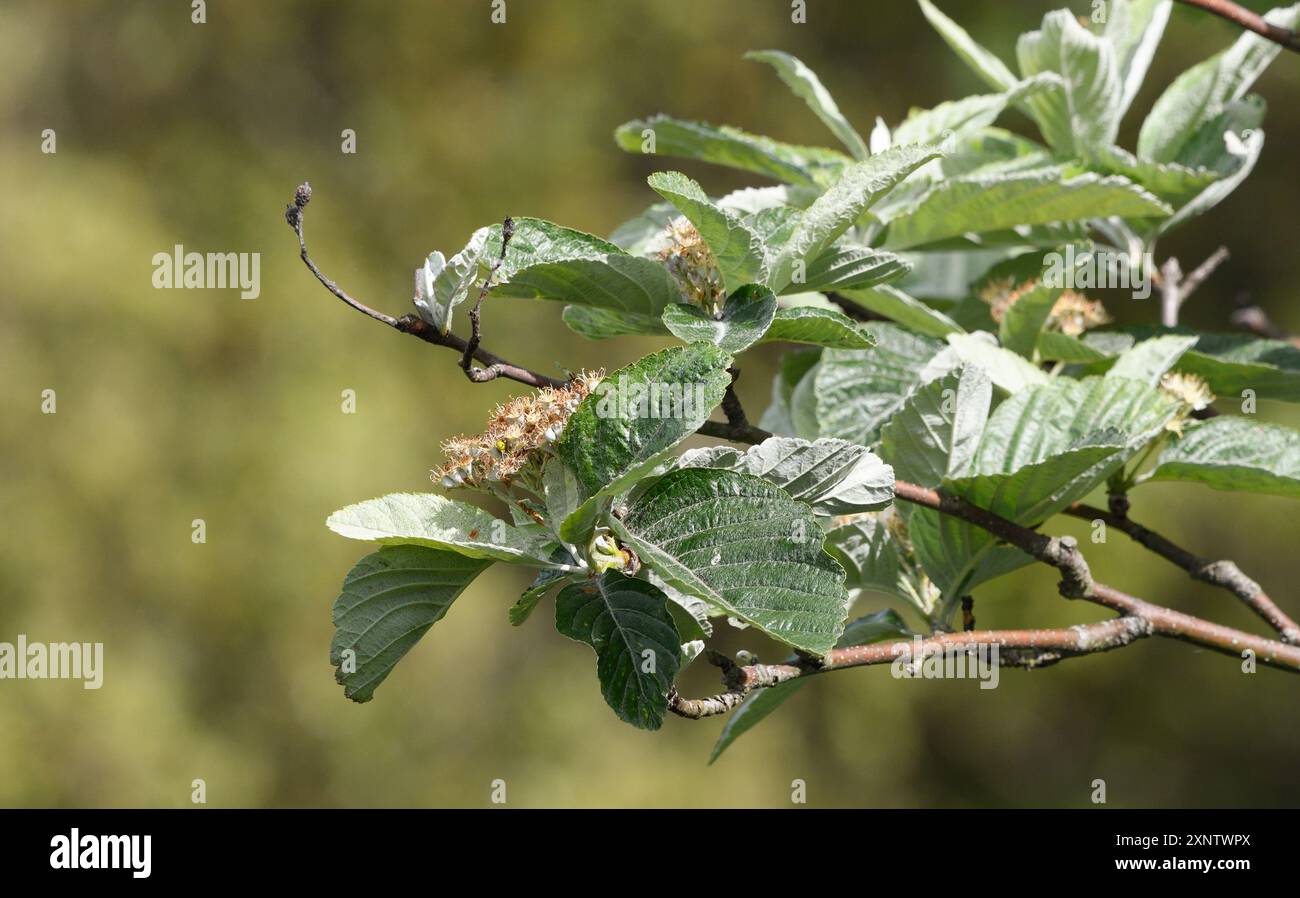 Hackberry tree flowers hi-res stock photography and images - Alamy
