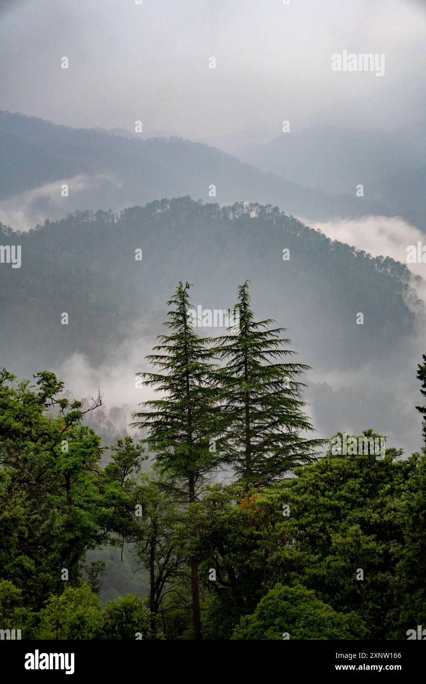 Tall standing pine and deodar trees in the hills of Uttarakhand, surrounded by foggy landscapes during the monsoon season in India. Stock Photo