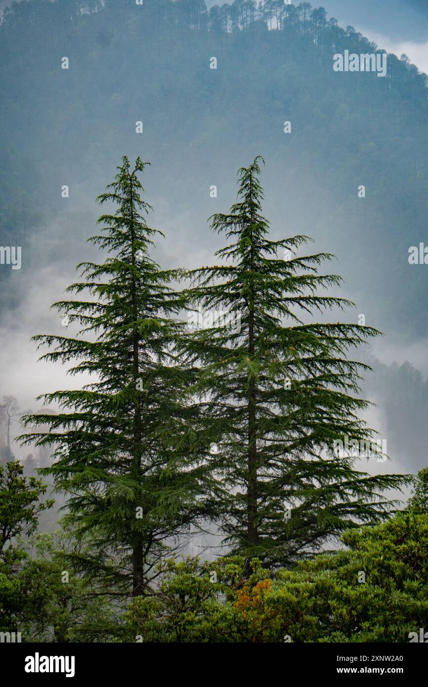 Tall standing pine and deodar trees in the hills of Uttarakhand, surrounded by foggy landscapes during the monsoon season in India. Stock Photo