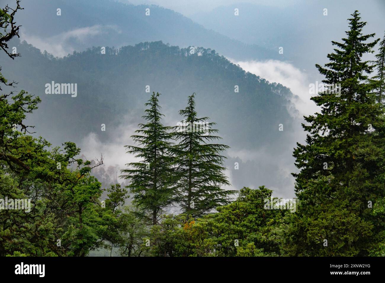 Tall standing pine and deodar trees in the hills of Uttarakhand, surrounded by foggy landscapes during the monsoon season in India. Stock Photo