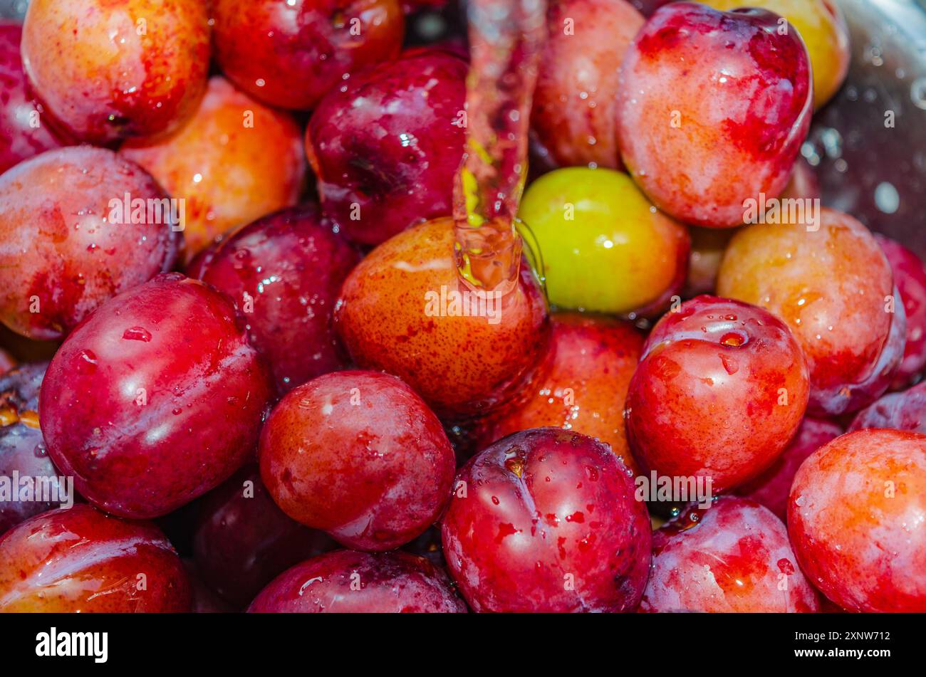 Fresh organic plums in a strainer being washed before making into jam Stock Photo