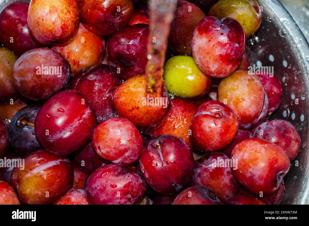Plums in a strainer being washed before making into jam Stock Photo