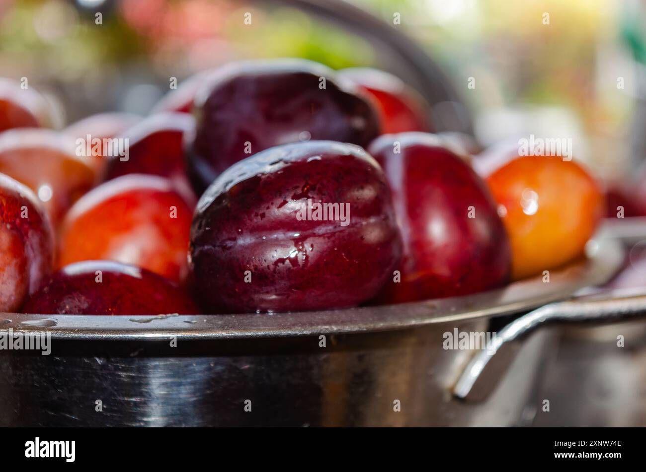 Plums in a strainer being washed before making into jam Stock Photo