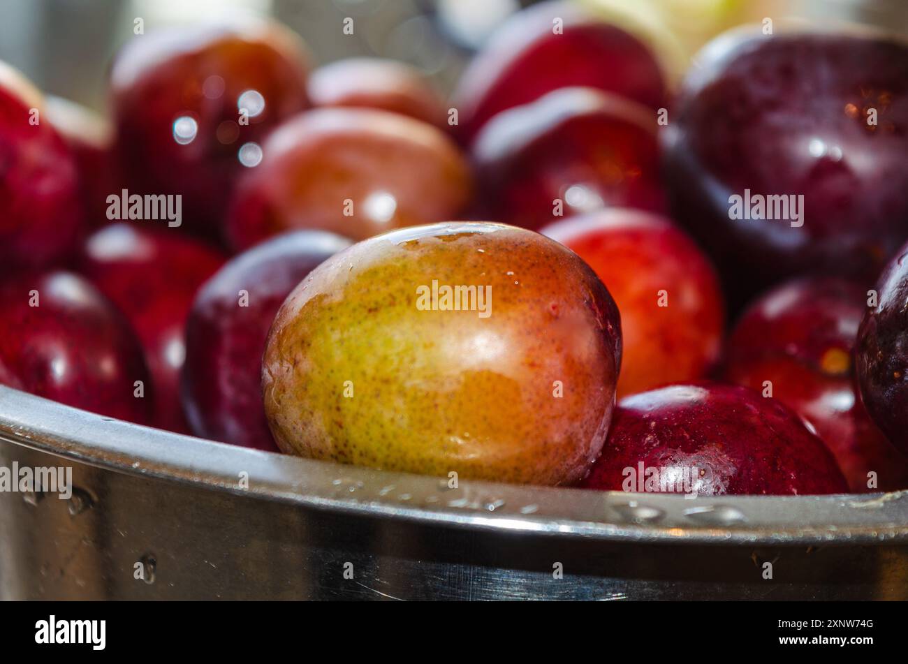 Plums in a strainer being washed before making into jam Stock Photo