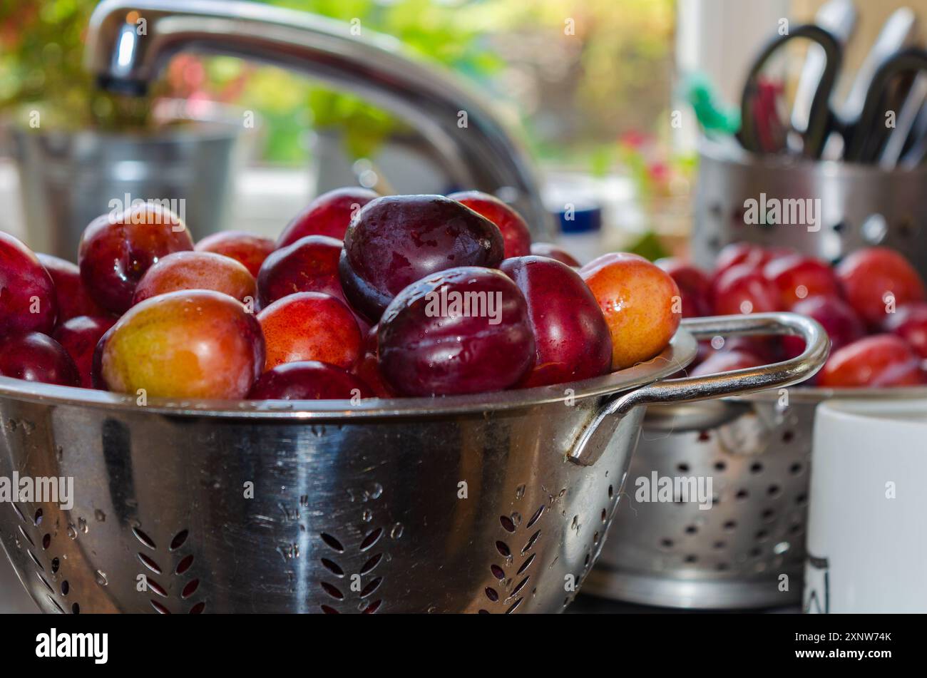 Plums in a strainer being washed before making into jam Stock Photo