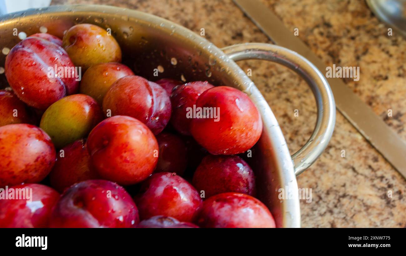 Plums in a strainer being washed before making into jam Stock Photo