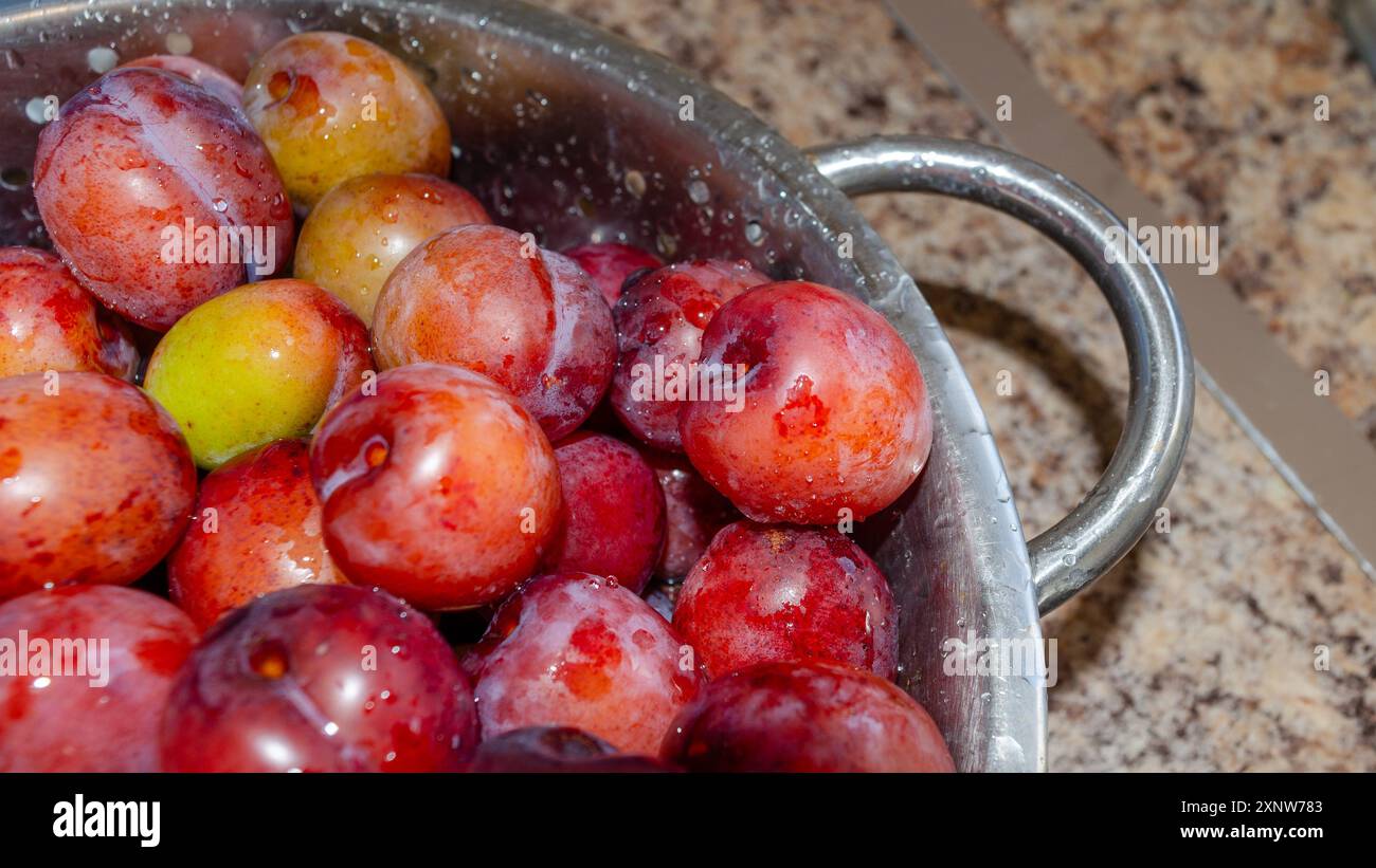 Plums in a strainer being washed before making into jam Stock Photo