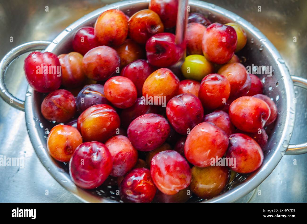 Plums in a strainer being washed before making into jam Stock Photo