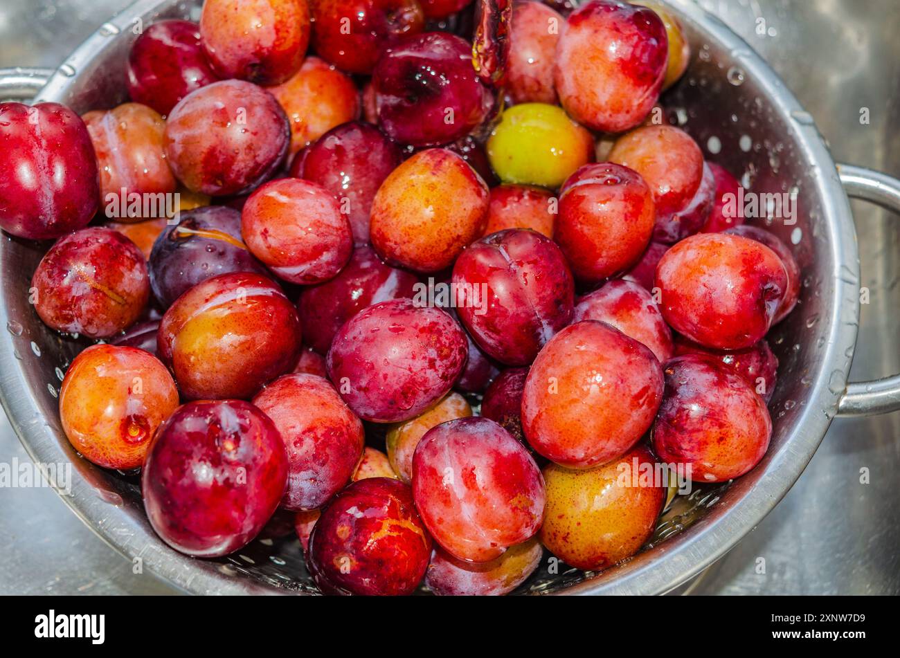 Plums in a strainer being washed before making into jam Stock Photo