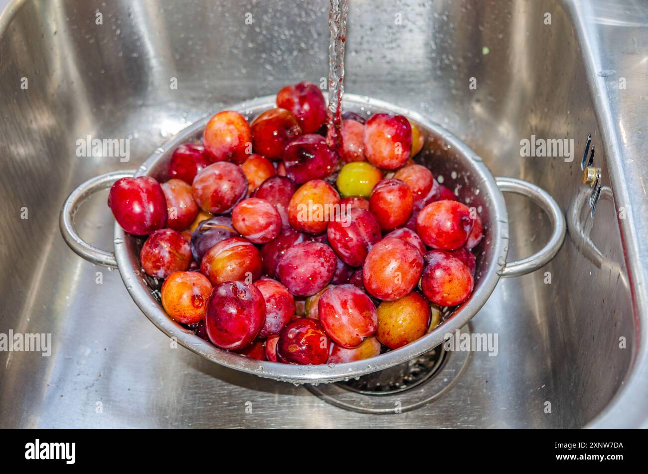 Plums in a strainer being washed before making into jam Stock Photo