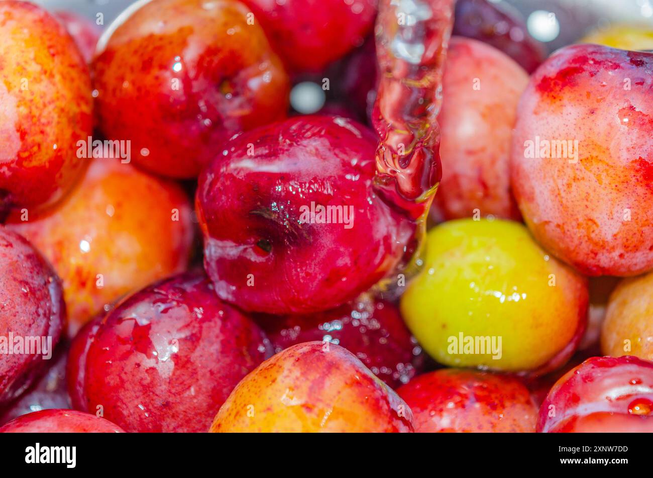 Plums in a strainer being washed before making into jam Stock Photo