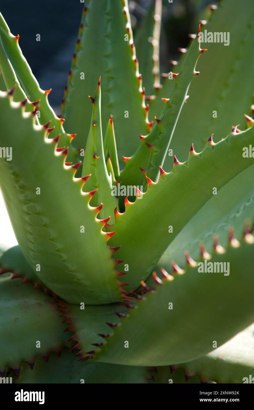 Aloe vera hi-res stock photography and images - Alamy