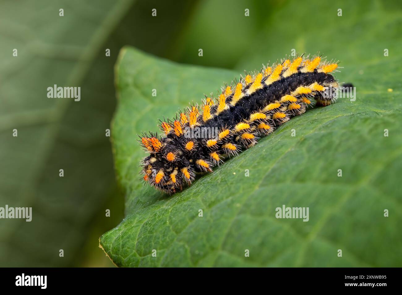 Eastern Festoon butterfly - Zerynthia cerisyi, caterpillar of beautiful colored Old World butterfly from Southeast European meadows and grasslands. Stock Photo