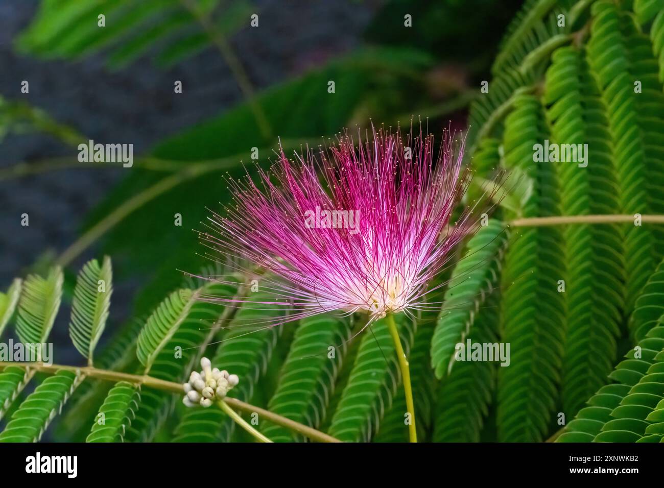 Albizia julibrissin, the persian silk tree, pink silk tree or mimosa tree Stock Photo