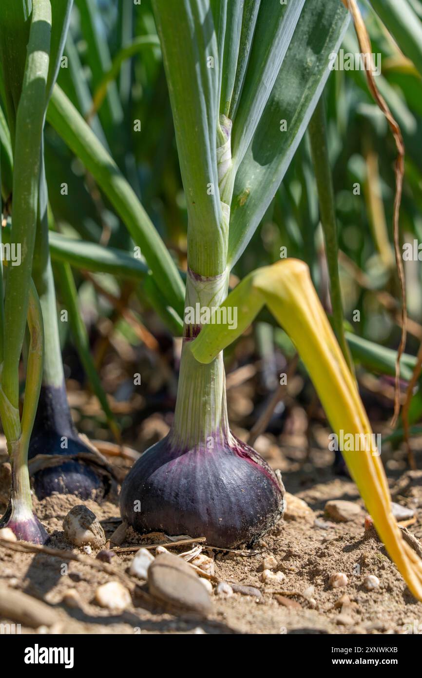 Red onion plant hi-res stock photography and images - Alamy