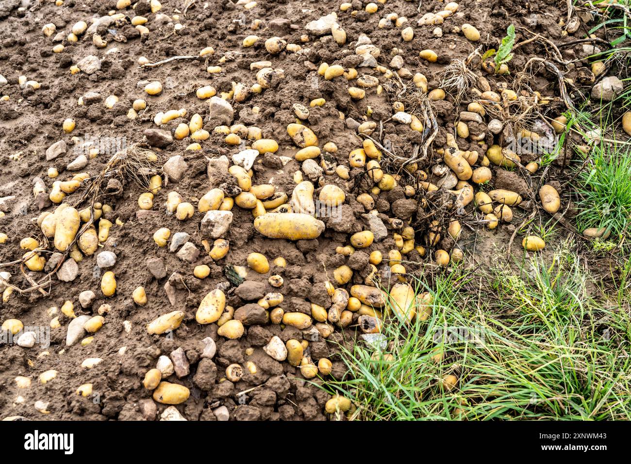 Between Potato Ridges Potato field near Bedburg, flooded after heavy rainfall, many potato ...