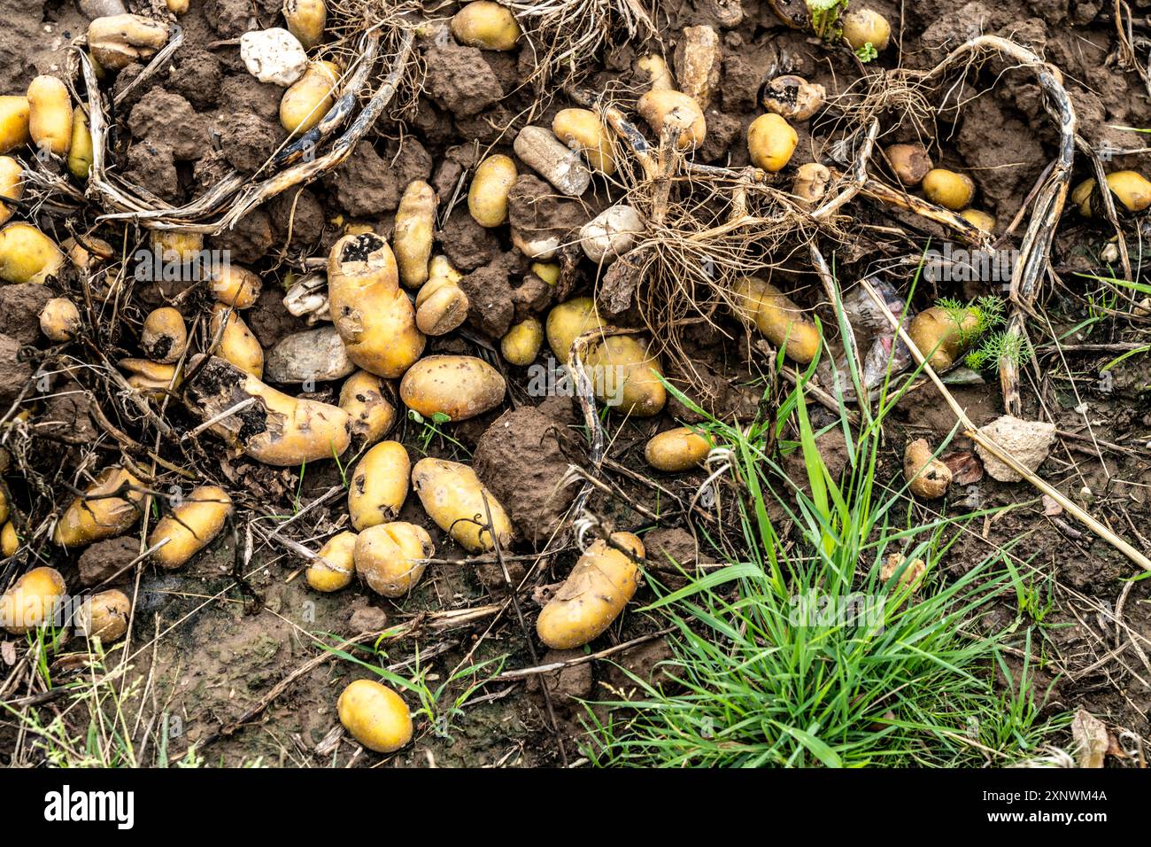 Between Potato Ridges Potato field near Bedburg, flooded after heavy rainfall, many potato ...