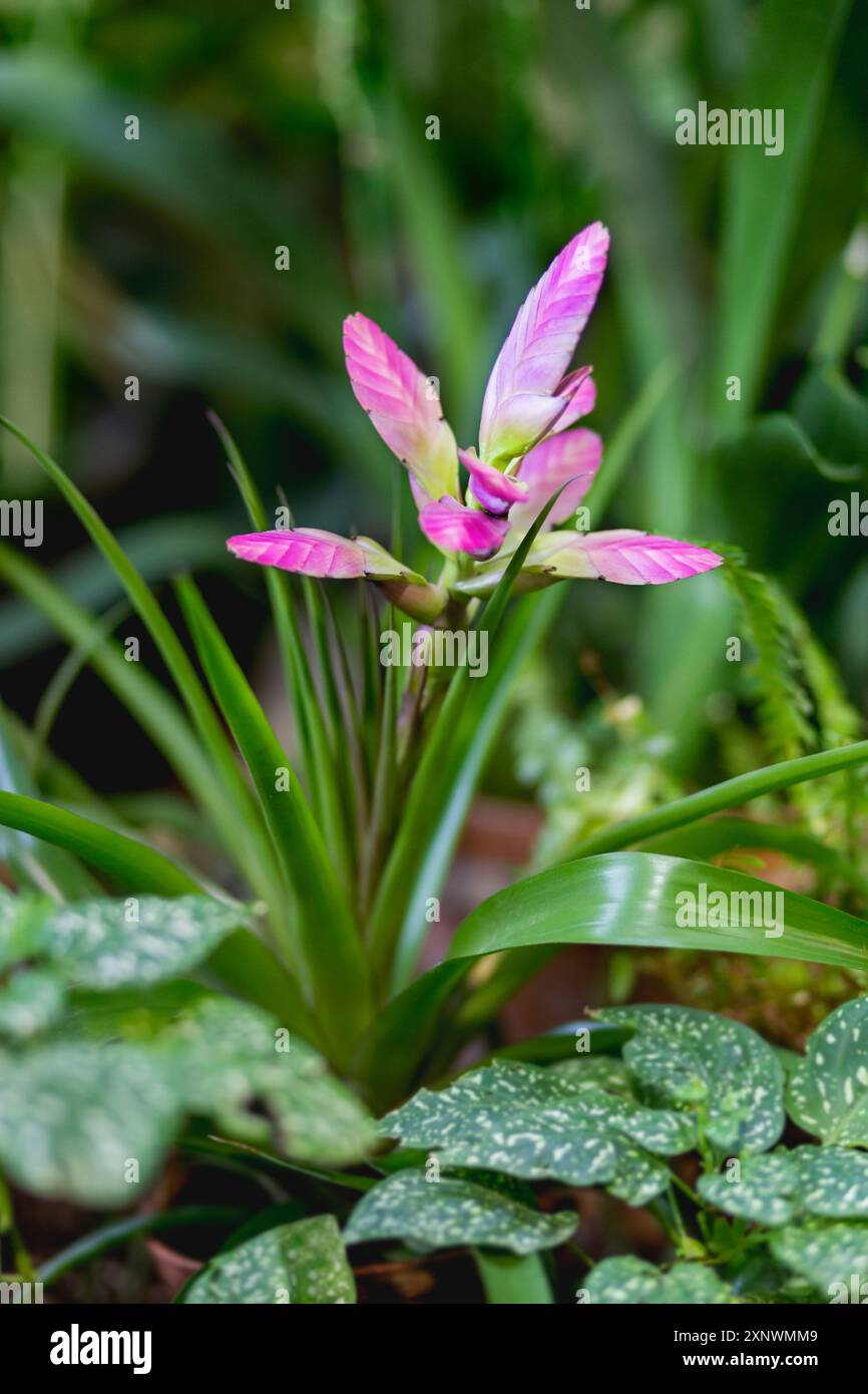 drumstick plants for sale Moringa drumstick – The Exotic Seed Emporium main image 0