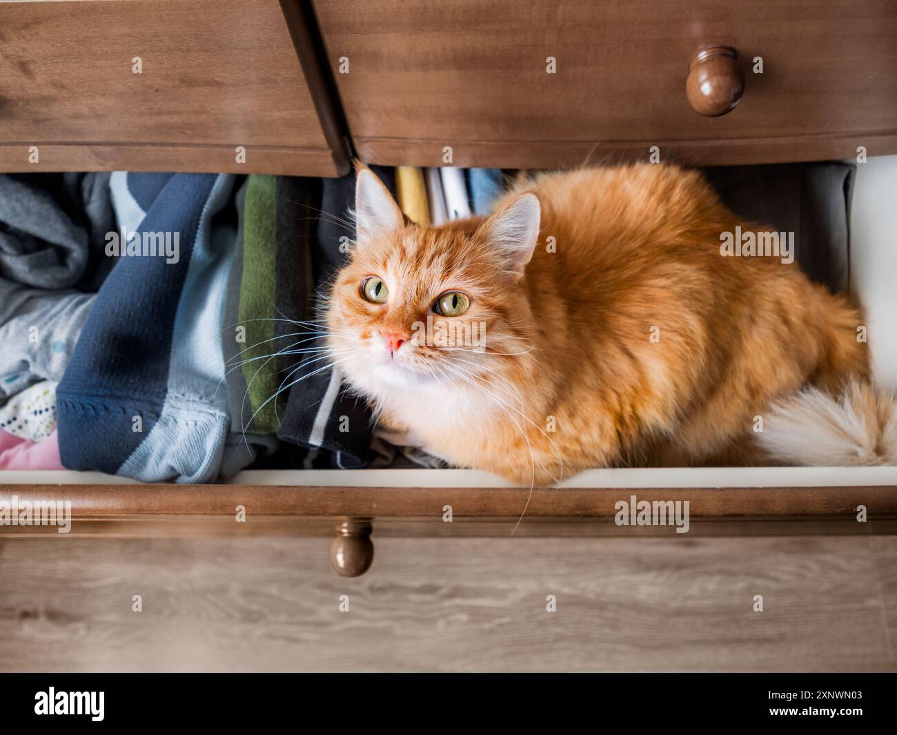 Cat clothing drawer hi-res stock photography and images - Alamy