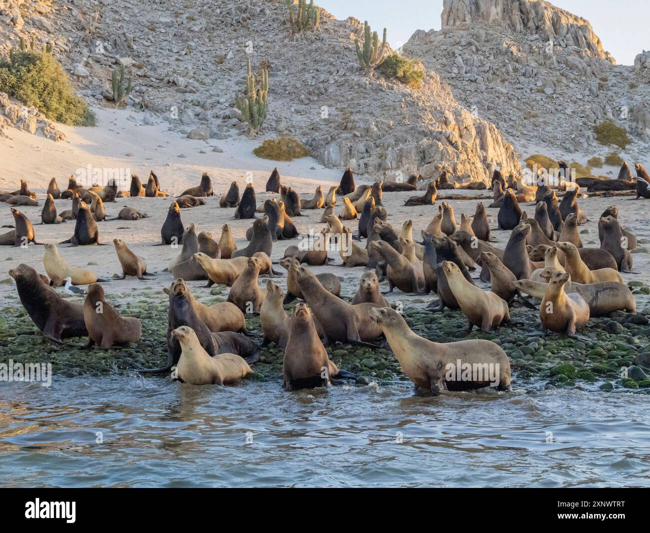 California Sea Lions Zalophus Californianus Stampeding On The Beach In 