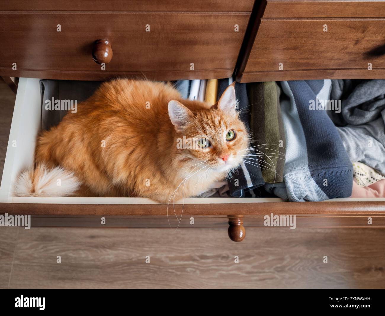 Ginger cat is sitting in chest of drawers. Fluffy pet has a rest among ...