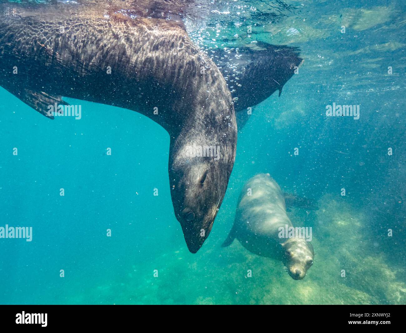 Guadalupe fur seals (Arctocephalus townsendi), underwater on Las Animas Island, Baja California Sur, Sea of Cortez, Mexico, North America Stock Photo