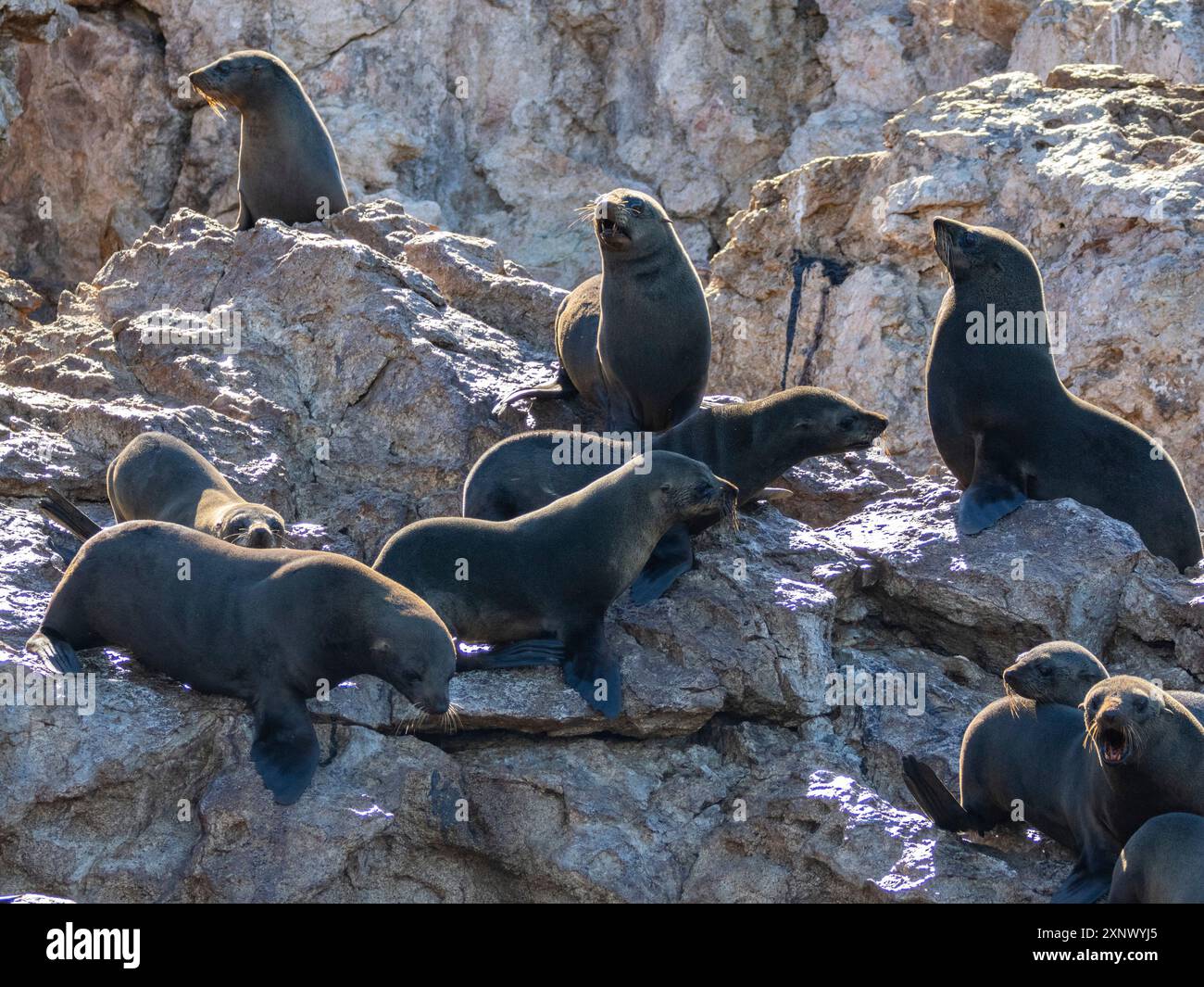 Seals sea cortez baja mexico hi-res stock photography and images - Alamy
