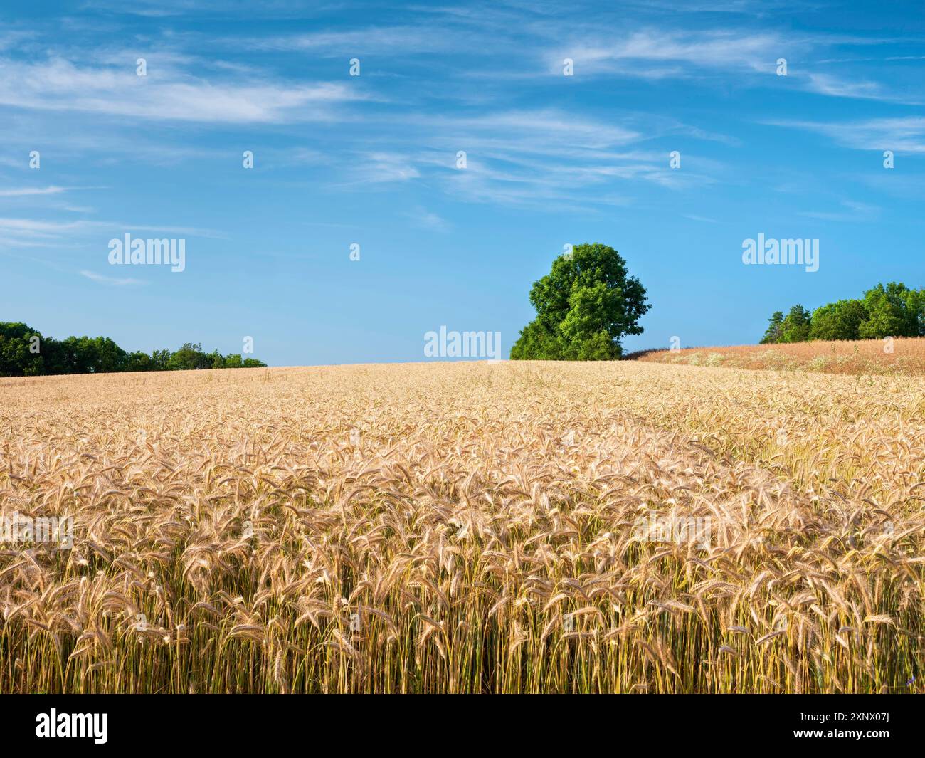 Summer landscape field blue hi-res stock photography and images - Alamy