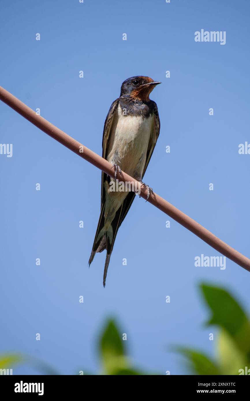 Swallow planted on a wire in summer Stock Photo
